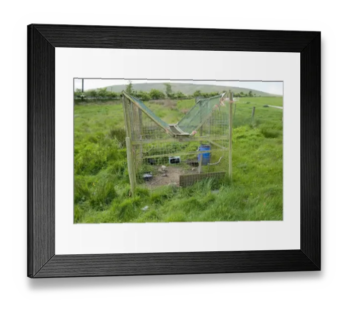 Framed Print : Large larsen trap used on shooting estate to capture crows, England, may Framed Print : Large larsen trap used on shooting estate to capture crows, England, may