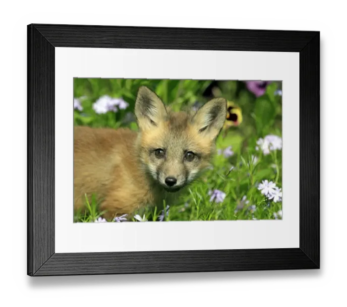 Framed Print : American Red Fox (Vulpes vulpes fulva) ten-weeks old cub, close-up of head, amongst flowers in meadow, Montana, U. S. A Framed Print : American Red Fox (Vulpes vulpes fulva) ten-weeks old cub, close-up of head, amongst flowers in meadow, Montana, U. S. A