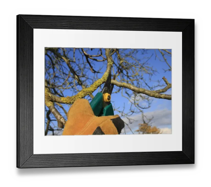 Framed Print : Gardener pruning Common Walnut (Juglans regia) twigs with secateurs in garden, Suffolk, England, november Framed Print : Gardener pruning Common Walnut (Juglans regia) twigs with secateurs in garden, Suffolk, England, november