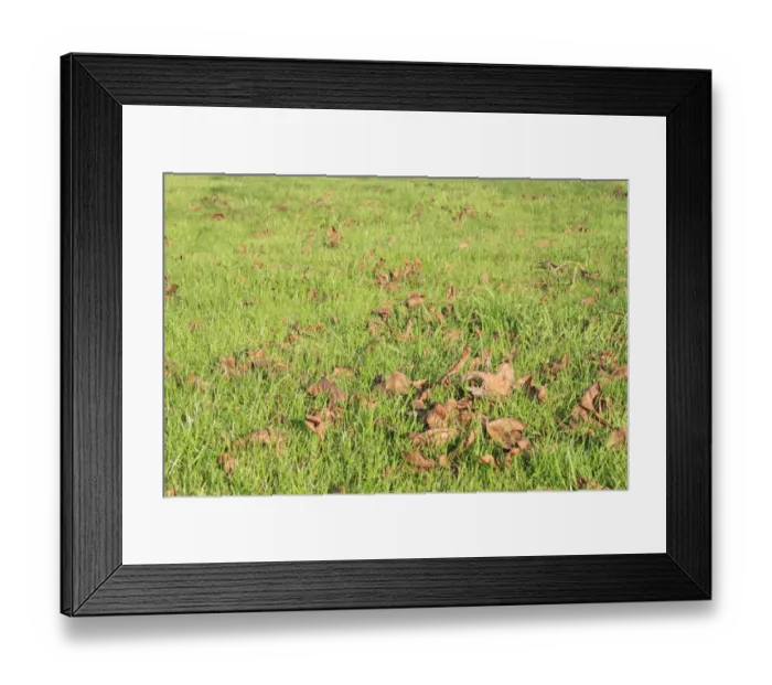 Framed Print : Fallen Common Walnut (Juglans regia) leaves on garden lawn, Suffolk, England, november Framed Print : Fallen Common Walnut (Juglans regia) leaves on garden lawn, Suffolk, England, november