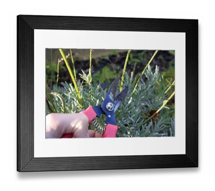 Framed Print : Gardener pruning Cultivated Lavender (Lavandula sp. ) stems with secateurs in garden, Suffolk, England, november Framed Print : Gardener pruning Cultivated Lavender (Lavandula sp. ) stems with secateurs in garden, Suffolk, England, november