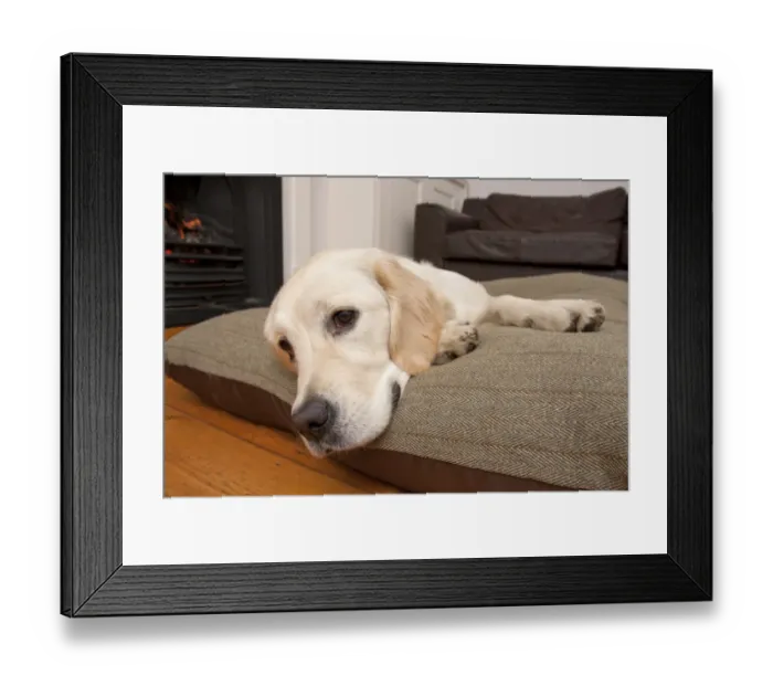 Framed Print : Domestic Dog, Golden Retriever, puppy, resting on cushion beside fireplace, England Framed Print : Domestic Dog, Golden Retriever, puppy, resting on cushion beside fireplace, England