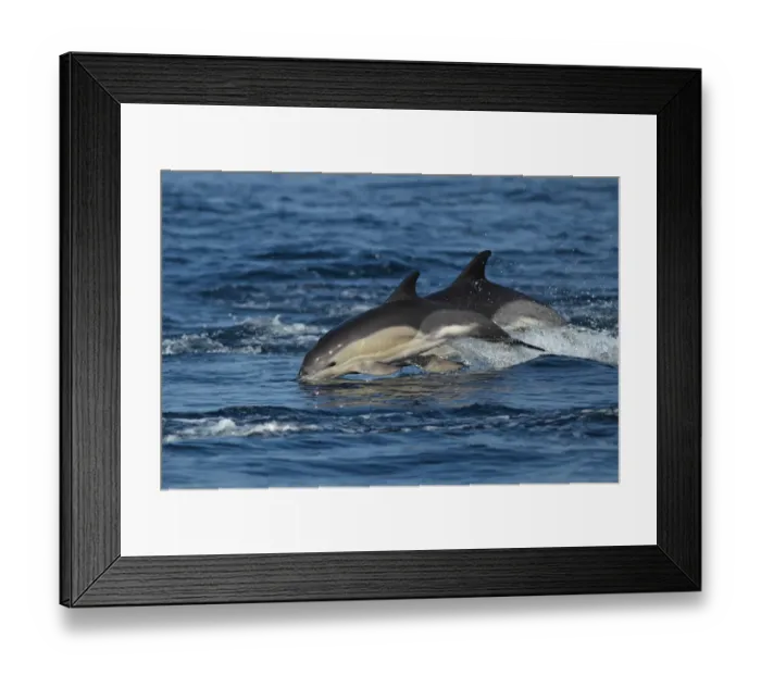 Framed Print : Short-beaked Common Dolphin (Delphinus delphis) two adults, porpoising, Algarve, Portugal, october Framed Print : Short-beaked Common Dolphin (Delphinus delphis) two adults, porpoising, Algarve, Portugal, october