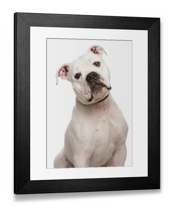 Framed Print : Domestic Dog, Dorset Old Tyme Bulldogge, adult male, close-up of head, with collar Framed Print : Domestic Dog, Dorset Old Tyme Bulldogge, adult male, close-up of head, with collar