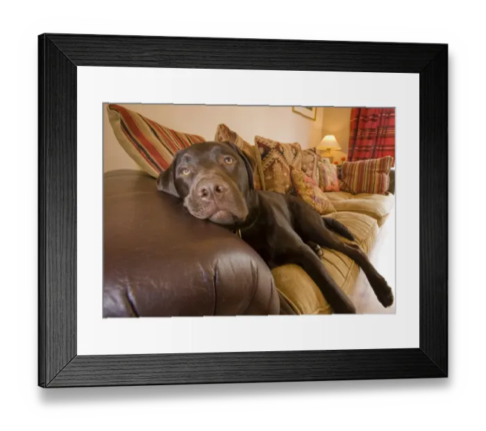Framed Print : Domestic Dog, Chocolate Labrador Retriever, adult, resting on sofa, England, march Framed Print : Domestic Dog, Chocolate Labrador Retriever, adult, resting on sofa, England, march