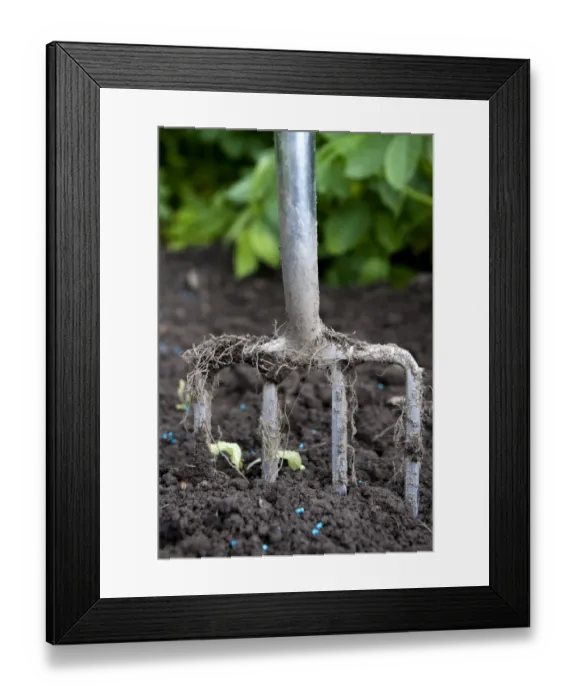 Framed Print : Close-up of garden fork in soil, in garden vegetable plot, Cumbria, England, august Framed Print : Close-up of garden fork in soil, in garden vegetable plot, Cumbria, England, august