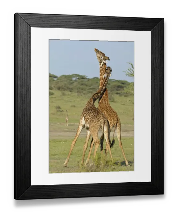 Framed Print : Masai Giraffe (Giraffa camelopardalis tippelskirchi) two adult males, fighting, necking or neck-sparring