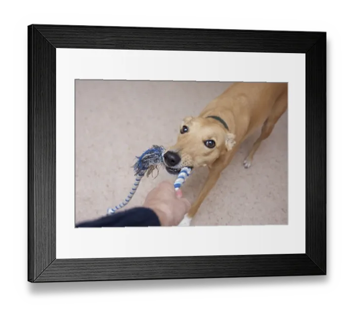 Framed Print : Domestic Dog, Lurcher cross mongrel, adult female, playing tug-of-war with owner, England Framed Print : Domestic Dog, Lurcher cross mongrel, adult female, playing tug-of-war with owner, England