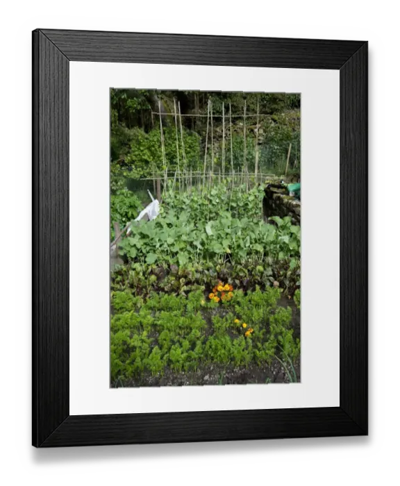 Framed Print : Garden vegetable plot with mixed vegetables, carrots, beetroot, turnip and beans, Cumbria, England, august Framed Print : Garden vegetable plot with mixed vegetables, carrots, beetroot, turnip and beans, Cumbria, England, august