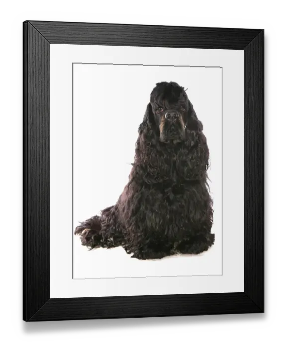 Framed Print : Domestic Dog, American Cocker Spaniel, adult male, sitting Framed Print : Domestic Dog, American Cocker Spaniel, adult male, sitting
