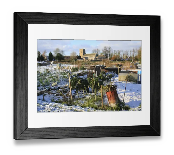 Framed Print : Snow covered village allotments with Brussels Sprout (Brassica oleracea) crop, with church in background, St Framed Print : Snow covered village allotments with Brussels Sprout (Brassica oleracea) crop, with church in background, St
