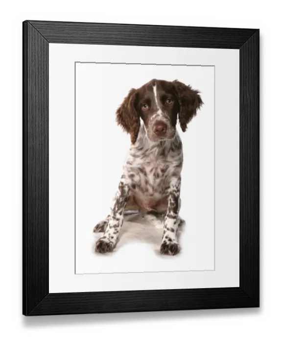 Framed Print : Domestic Dog, English Springer Spaniel, puppy, sitting Framed Print : Domestic Dog, English Springer Spaniel, puppy, sitting
