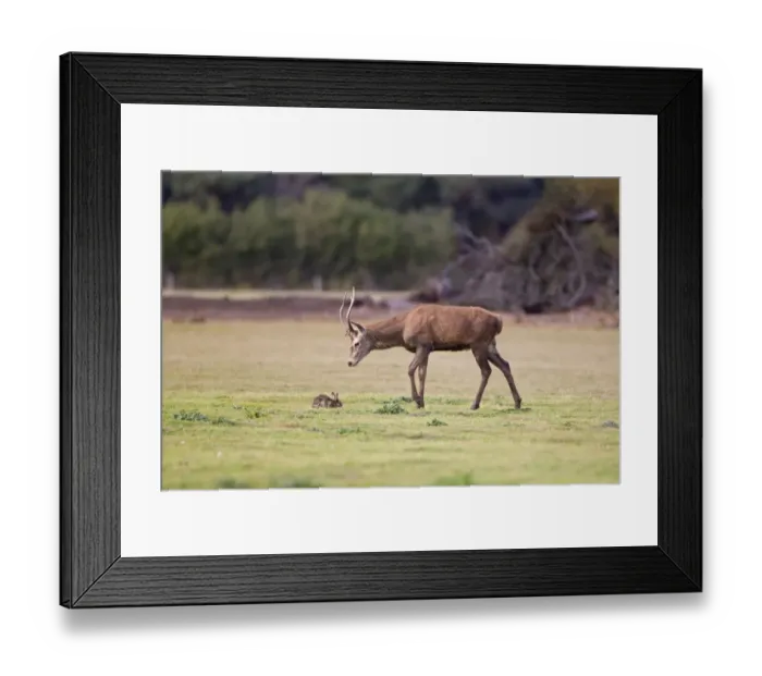 Framed Print : Red Deer (Cervus elaphus) young stag, investigating European Rabbit (Oryctolagus cuniculus) with myxomatosis Framed Print : Red Deer (Cervus elaphus) young stag, investigating European Rabbit (Oryctolagus cuniculus) with myxomatosis