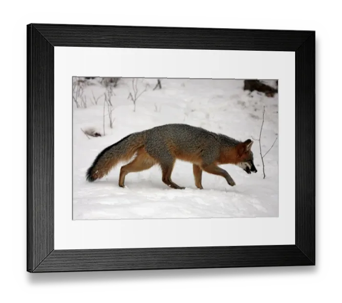 Framed Print : Grey Fox (Urocyon cinereoargenteus) adult, walking on snow, Montana, U. S. A. winter (captive) Framed Print : Grey Fox (Urocyon cinereoargenteus) adult, walking on snow, Montana, U. S. A. winter (captive)
