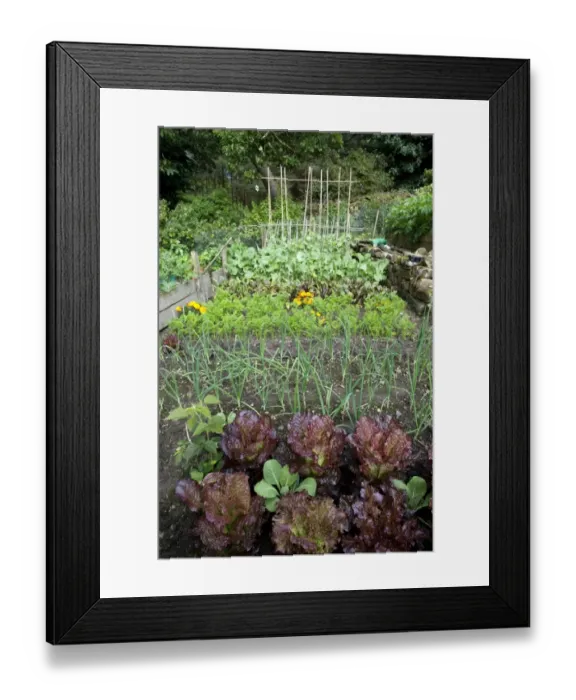 Framed Print : Garden vegetable plot with mixed vegetables, carrots, beetroot, swede, beans, leeks and red cabbage, Cumbria, England