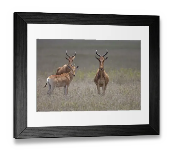 Framed Print : Cokes Hartebeest (Alcelaphus buselaphus cokii) two adults with calf, standing in grass, Serengeti N. P Framed Print : Cokes Hartebeest (Alcelaphus buselaphus cokii) two adults with calf, standing in grass, Serengeti N. P