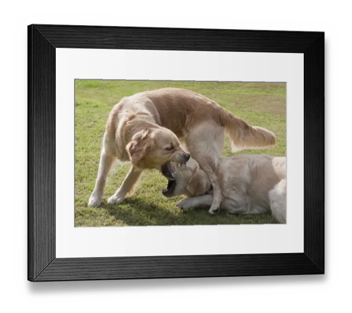 Framed Print : Domestic Dog, Golden Retriever, two adult females, dominance interaction, playfighting on garden lawn, England, august Framed Print : Domestic Dog, Golden Retriever, two adult females, dominance interaction, playfighting on garden lawn, England, august