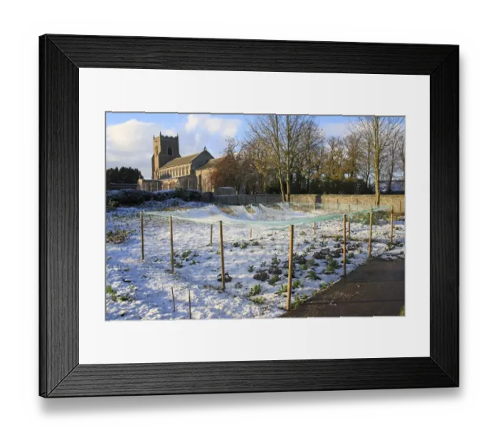Framed Print : Brassicas under netting in snow covered village allotments, with church in background, St Framed Print : Brassicas under netting in snow covered village allotments, with church in background, St
