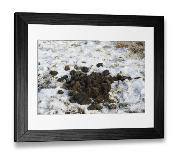 Framed Print : Konik Horse, droppings on snow, in river valley fen, Redgrave and Lopham Fen N. N. R Framed Print : Konik Horse, droppings on snow, in river valley fen, Redgrave and Lopham Fen N. N. R