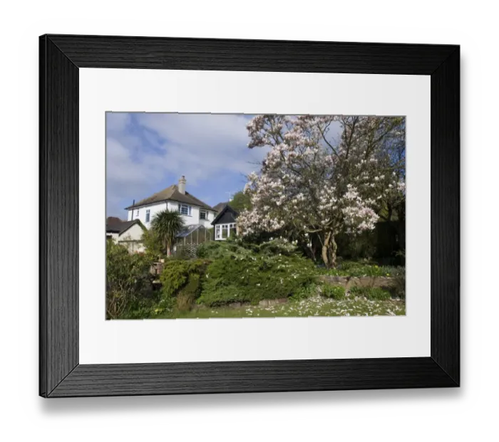 Framed Print : Suburban garden with flowering magnolia, Kent, England, spring