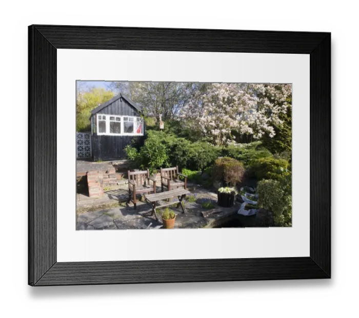 Framed Print : Suburban garden with flowering magnolia, chairs and shed, Kent, England, spring Framed Print : Suburban garden with flowering magnolia, chairs and shed, Kent, England, spring