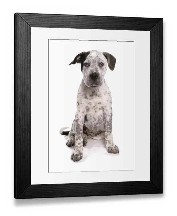 Framed Print : Domestic Dog, Staffordshire Bull Terrier x American Bulldog, puppy, sitting Framed Print : Domestic Dog, Staffordshire Bull Terrier x American Bulldog, puppy, sitting