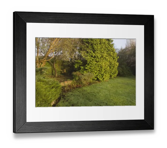 Framed Print : Suburban garden with lawn and conifers, Kent, England, autumn Framed Print : Suburban garden with lawn and conifers, Kent, England, autumn
