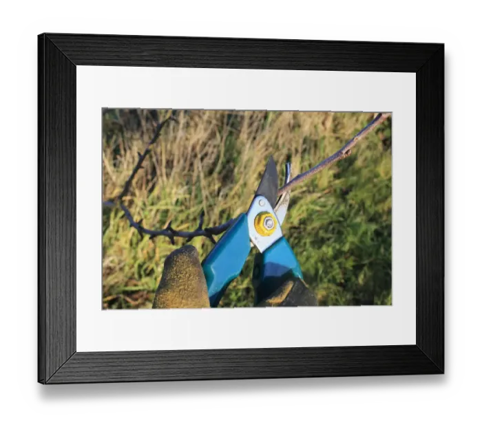 Framed Print : Gardener pruning Cultivated Apple (Malus domestica) twig with secateurs in garden, Suffolk, England, january Framed Print : Gardener pruning Cultivated Apple (Malus domestica) twig with secateurs in garden, Suffolk, England, january