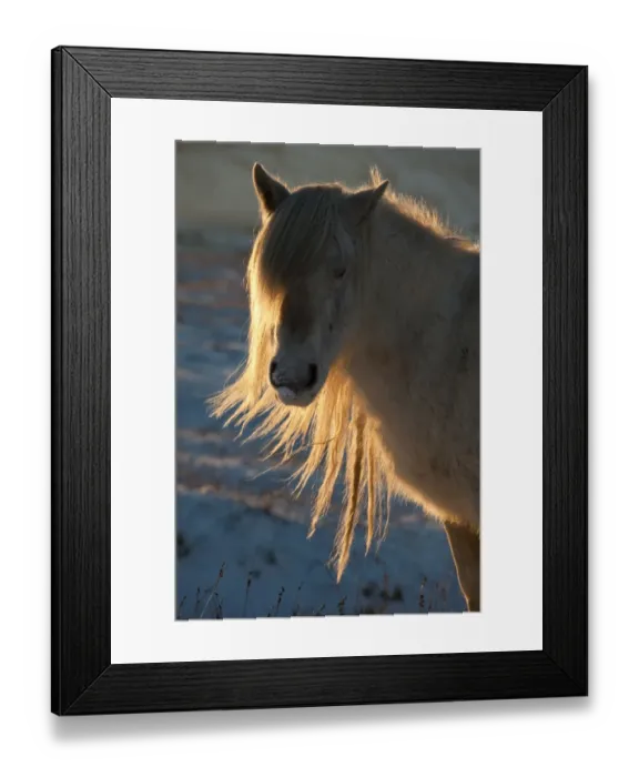 Framed Print : Fell Pony, adult, close-up of head, backlit in snow with low evening sunshine, Cumbria, England, december Framed Print : Fell Pony, adult, close-up of head, backlit in snow with low evening sunshine, Cumbria, England, december