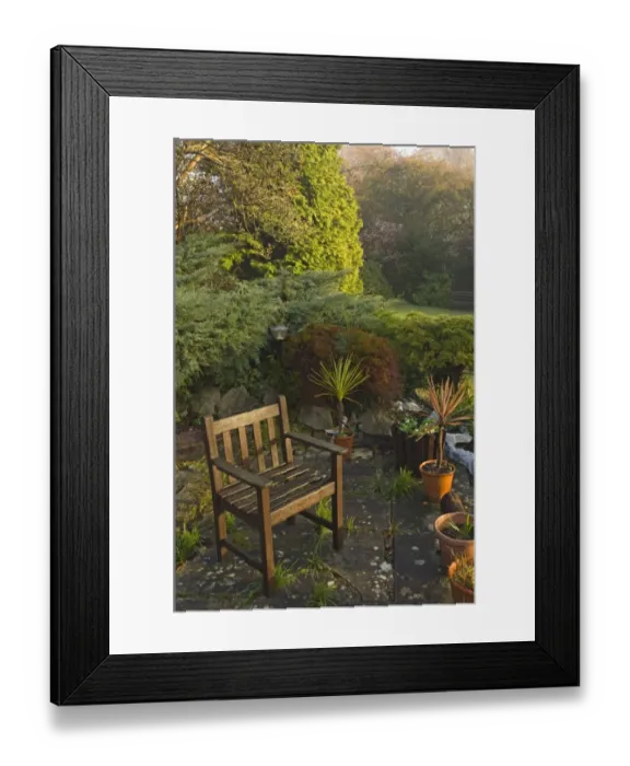 Framed Print : Suburban garden with chair, containers and conifers, Kent, England, autumn Framed Print : Suburban garden with chair, containers and conifers, Kent, England, autumn