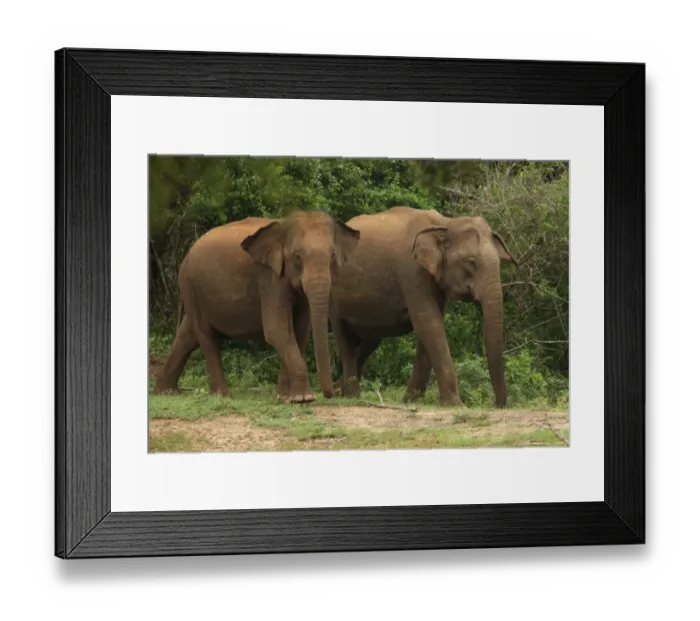 Framed Print : Asian Elephant (Elephas maximus) two adults, walking in forest, Yala N. P. Sri Lanka, december Framed Print : Asian Elephant (Elephas maximus) two adults, walking in forest, Yala N. P. Sri Lanka, december