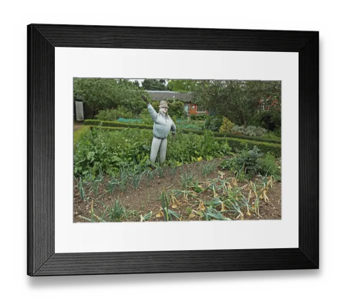 Framed Print : Scarecrow in garden vegetable plot, Gressenhall, Norfolk, England, july