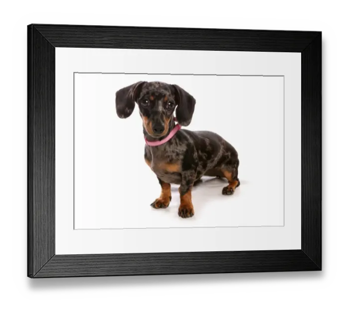 Framed Print : Domestic Dog, Smooth-haired Dachshund, adult female, sitting, with collar Framed Print : Domestic Dog, Smooth-haired Dachshund, adult female, sitting, with collar