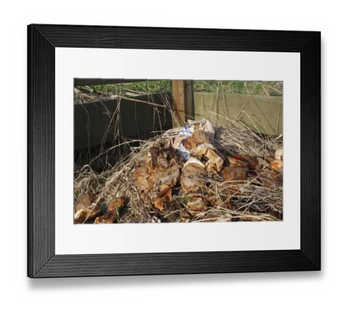 Framed Print : Teabags on garden compost heap, Suffolk, England, march Framed Print : Teabags on garden compost heap, Suffolk, England, march