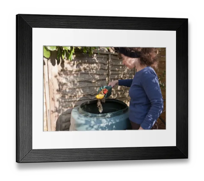Framed Print : Woman putting vegetable scraps into garden compost bin, England, april Framed Print : Woman putting vegetable scraps into garden compost bin, England, april