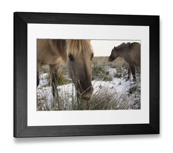 Framed Print : Konik Horse, geldings, grazing on rushes, in snow covered river valley fen, Redgrave and Lopham Fen N. N. R Framed Print : Konik Horse, geldings, grazing on rushes, in snow covered river valley fen, Redgrave and Lopham Fen N. N. R
