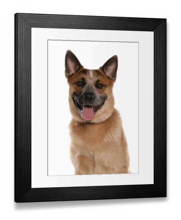 Framed Print : Domestic Dog, Australian Cattle Dog, adult, close-up of head Framed Print : Domestic Dog, Australian Cattle Dog, adult, close-up of head