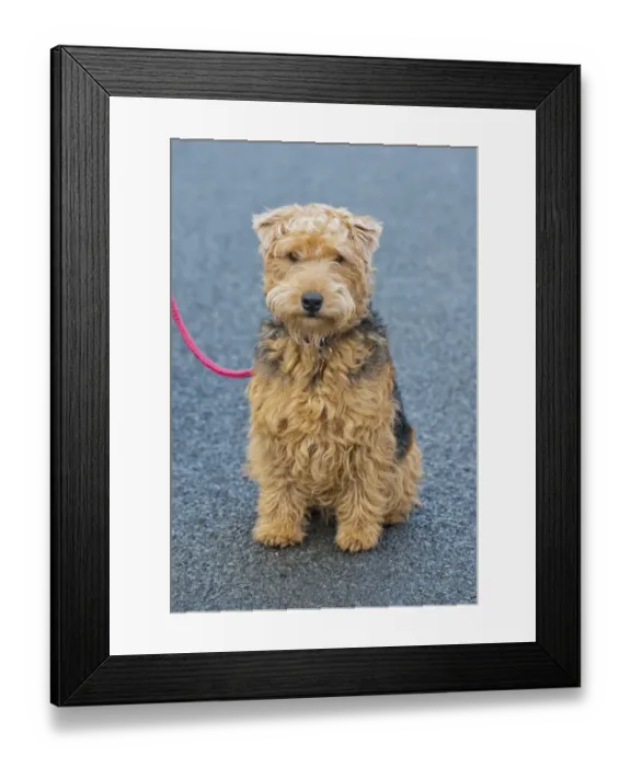 Framed Print : Domestic Dog, Lakeland Terrier, adult male, sitting, wearing collar and tag, on lead, Cumbria, England, january Framed Print : Domestic Dog, Lakeland Terrier, adult male, sitting, wearing collar and tag, on lead, Cumbria, England, january
