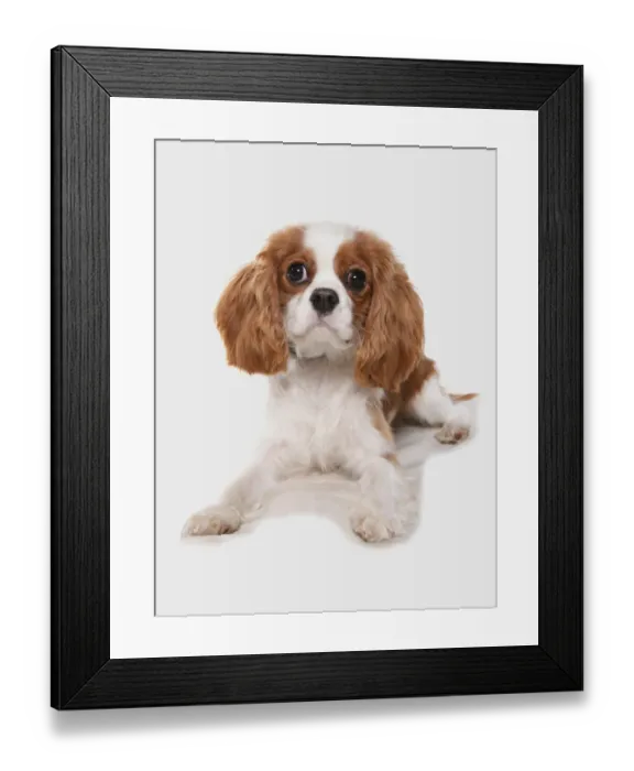 Framed Print : Domestic Dog, Cavalier King Charles Spaniel, puppy, laying