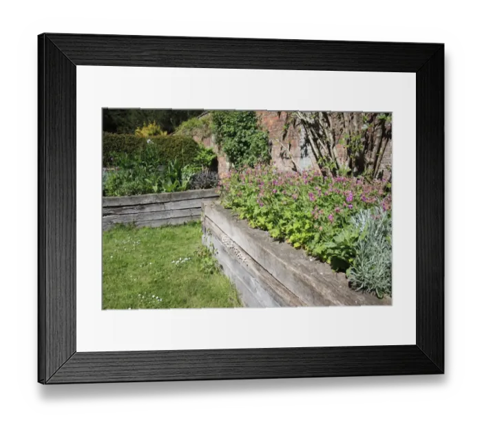 Framed Print : Herb garden growing in raised beds beside walled garden, Thornham Estate, Thornham Magna, Suffolk, England, may Framed Print : Herb garden growing in raised beds beside walled garden, Thornham Estate, Thornham Magna, Suffolk, England, may