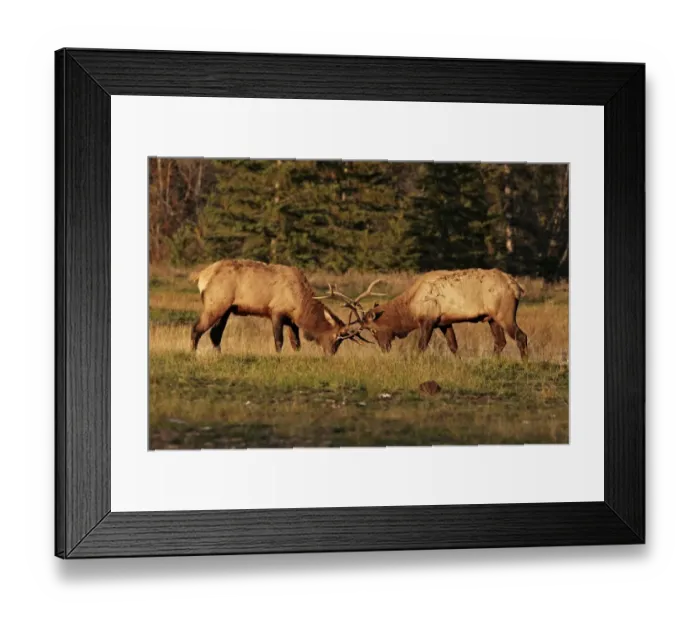 Framed Print : American Elk (Cervus canadensis) two adult males, fighting during rut, Jasper N. P Framed Print : American Elk (Cervus canadensis) two adult males, fighting during rut, Jasper N. P
