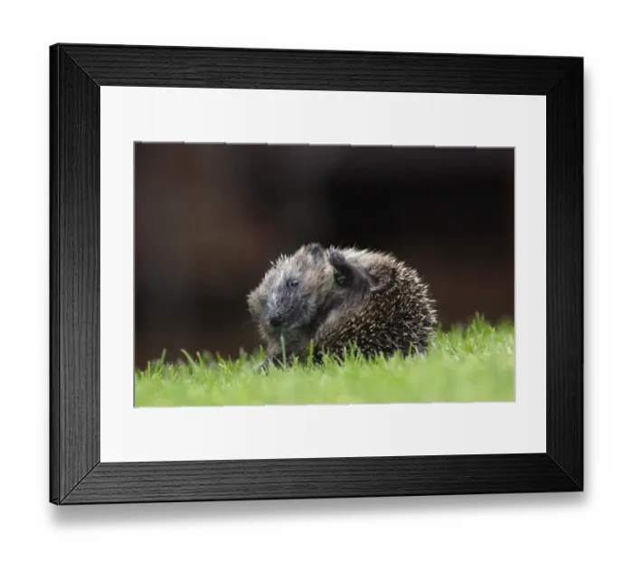 Framed Print : European Hedgehog (Erinaceus europaeus) young, partially curled up in defensive ball, on garden lawn, Yorkshire