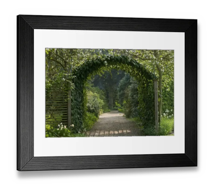 Framed Print : Climber foliage on archway over garden path, Norfolk, England, april Framed Print : Climber foliage on archway over garden path, Norfolk, England, april