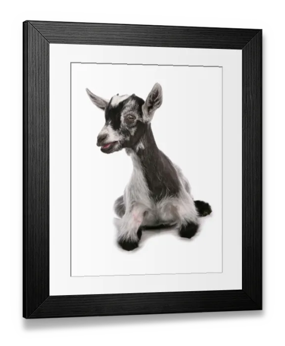 Framed Print : Domestic Goat, Pygmy Goat, kid, laying Framed Print : Domestic Goat, Pygmy Goat, kid, laying