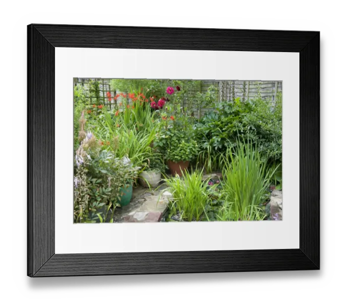 Framed Print : Small urban garden with flowerpots and pond, Norfolk, England, july Framed Print : Small urban garden with flowerpots and pond, Norfolk, England, july