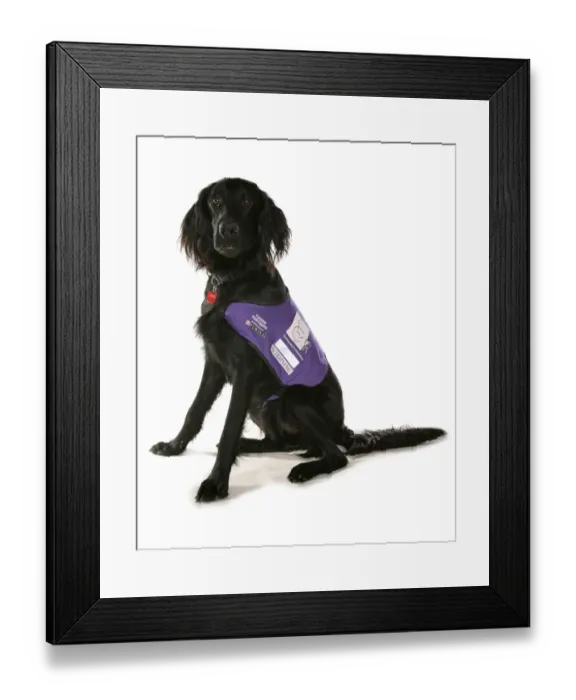 Framed Print : Domestic Dog, mongrel, adult, assistance dog in training, sitting, with collar and tag Framed Print : Domestic Dog, mongrel, adult, assistance dog in training, sitting, with collar and tag