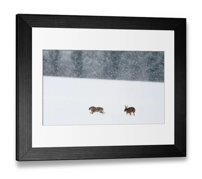 Framed Print : European Hare (Lepus europaeus) two adults, on snow covered field during snowfall, Yare Valley, Norfolk, England