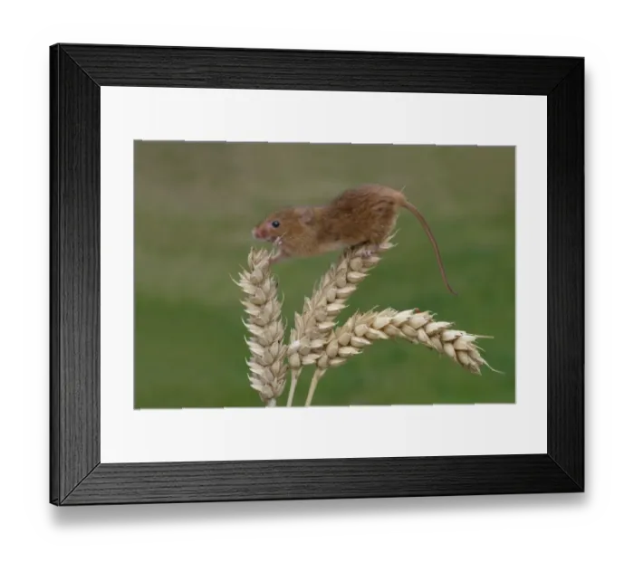 Framed Print : Harvest Mouse (Micromys minutus) adult, climbing on ripe wheat ear, Leicestershire, England, june (controlled) Framed Print : Harvest Mouse (Micromys minutus) adult, climbing on ripe wheat ear, Leicestershire, England, june (controlled)