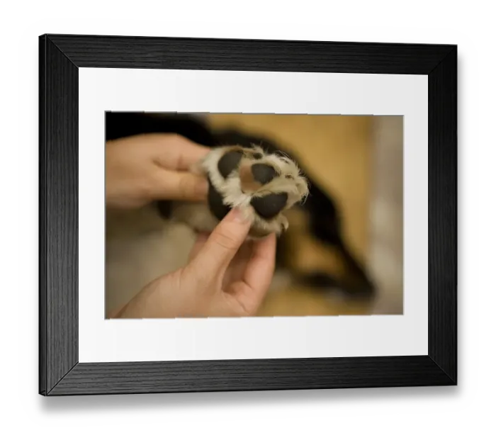 Framed Print : Domestic Dog, Border Collie, adult male, with owner inspecting paw, England, november