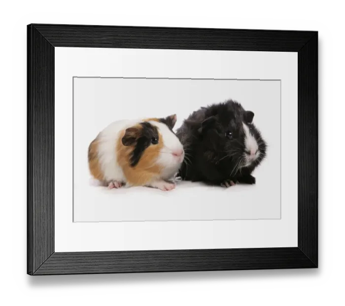 Framed Print : Domestic Guinea Pig (Cavia porcellus) two babies, standing Framed Print : Domestic Guinea Pig (Cavia porcellus) two babies, standing